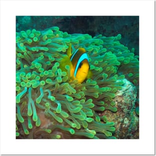 Clownfish Posters and Art